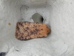 Dotted Chestnut (Conistra rubiginea)