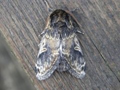 Three-humped Prominent (Notodonta tritophus)