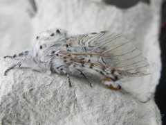Puss Moth (Cerura vinula)