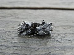 Toadflax Brocade (Calophasia lunula)