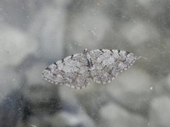 Grey Birch (Aethalura punctulata)