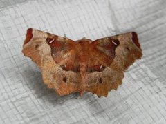 Praktmånemåler (Selenia tetralunaria)