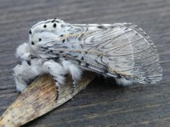 Puss Moth (Cerura vinula)