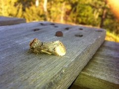 Oksehodespinner (Phalera bucephala)