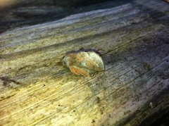 Small Lappet (Phyllodesma ilicifolia)