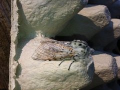 Puss Moth (Cerura vinula)