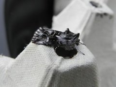 Toadflax Brocade (Calophasia lunula)