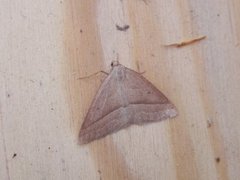 Brown Silver-line (Petrophora chlorosata)