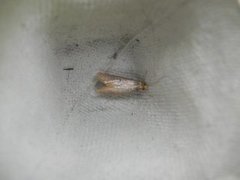 Large Long-horn (Nematopogon swammerdamella)