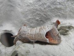 Rødflekkstjertspinner (Clostera curtula)