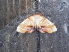 Scorched Wing (Plagodis dolabraria)
