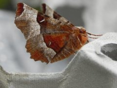 Praktmånemåler (Selenia tetralunaria)