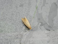 Large Long-horn (Nematopogon swammerdamella)