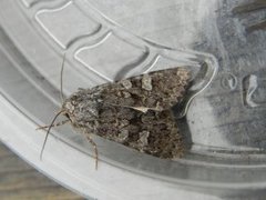 Glaucous Shears (Papestra biren)