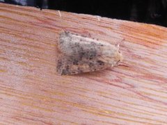 Dotted Chestnut (Conistra rubiginea)