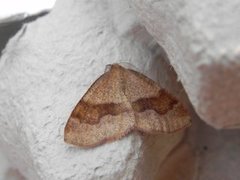 Barred Umber (Plagodis pulveraria)