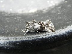 Toadflax Brocade (Calophasia lunula)