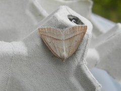 Brown Silver-line (Petrophora chlorosata)