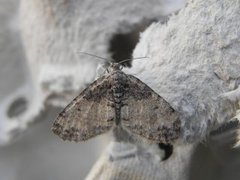 The Seraphim (Lobophora halterata)