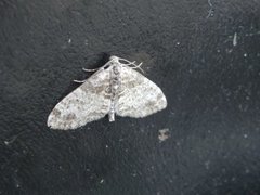 The Seraphim (Lobophora halterata)