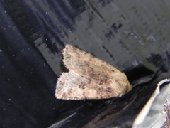 Dotted Chestnut (Conistra rubiginea)