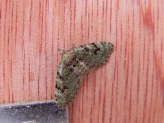 The V-Pug (Chloroclystis v-ata)