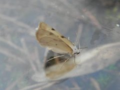 White-pinion Spotted (Lomographa bimaculata)