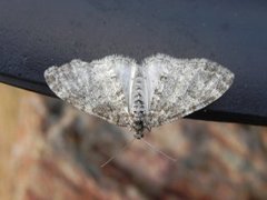 The Seraphim (Lobophora halterata)