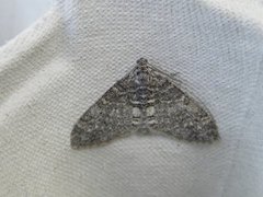 The Seraphim (Lobophora halterata)