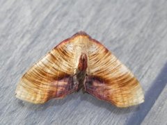 Scorched Wing (Plagodis dolabraria)