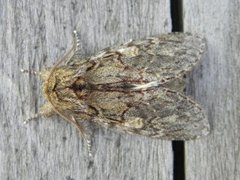 Great Prominent (Peridea anceps)