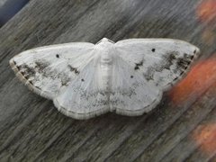 Clouded Silver (Lomographa temerata)