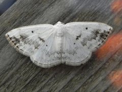 Båndhermelinmåler (Lomographa temerata)