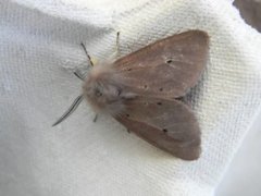 Muslin Moth (Diaphora mendica)