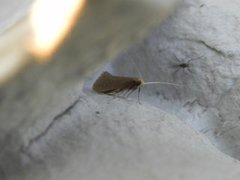 Large Long-horn (Nematopogon swammerdamella)