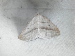 Brown Silver-line (Petrophora chlorosata)