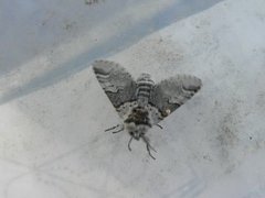 Sallow Kitten (Furcula furcula)