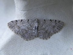 Grey Birch (Aethalura punctulata)