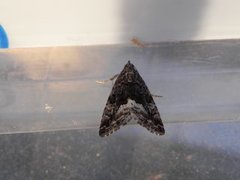 Marbled White Spot (Deltote pygarga)