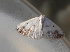 Clouded Silver (Lomographa temerata)