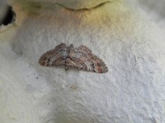 Double-striped Pug (Gymnoscelis rufifasciata)