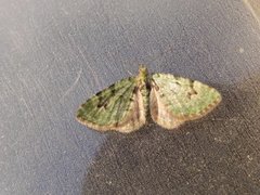 The V-Pug (Chloroclystis v-ata)