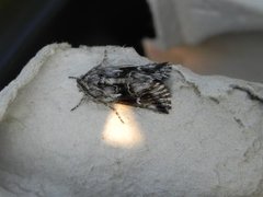 Toadflax Brocade (Calophasia lunula)