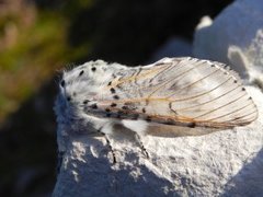 Puss Moth (Cerura vinula)