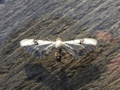 Hvit dvergmåler (Eupithecia centaureata)