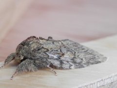 Great Prominent (Peridea anceps)