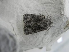 Knot Grass (Acronicta rumicis)
