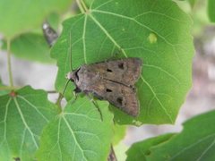 Heart and Dart (Agrotis exclamationis)