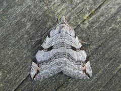 Treble-bar (Aplocera plagiata)