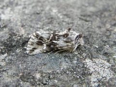 Toadflax Brocade (Calophasia lunula)